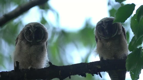 Close up of young long eared owl (Asio otus) group gazing bizarrely by big eyes. Stock Footage 145431283