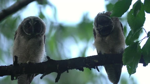 Close up of young long eared owl (Asio otus) group gazing bizarrely by big eyes. Stock Footage 145434189