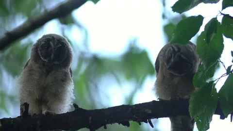 Close up of young long eared owl (Asio otus) group gazing bizarrely by big eyes. Stock Footage 145435593