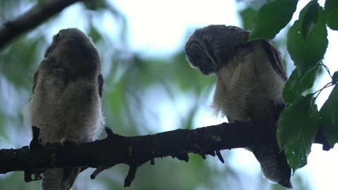 Close up of young long eared owl (Asio otus) group gazing bizarrely by big eyes. Stock Footage 145436677