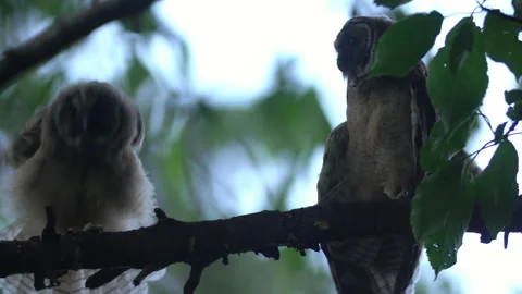 Close up of young long eared owl (Asio otus) group stretching. Stock Footage 145440207