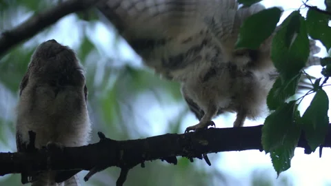 Close up of young long eared owl (Asio otus) group stretching. Stock Footage 145440842