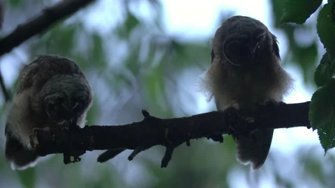 Close up of young long eared owl (Asio otus) group staring around by big eyes. Stock Footage 145440957