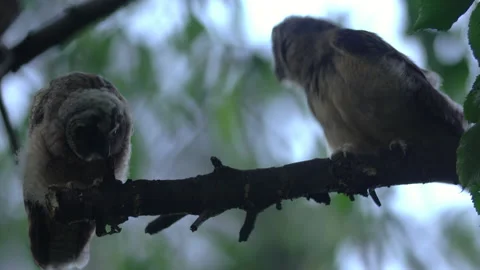 Close up of young long eared owl (Asio otus) group taking off from branch. Stock Footage 145441237
