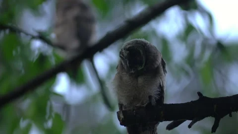 Close up of young long eared owl (Asio otus) group gazing bizarrely by big eyes. Stock Footage 145451257