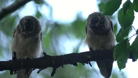Close up of young long eared owl (Asio otus) gazing bizarrely. Stock Footage 145451667