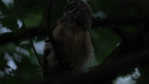 Close up of young long eared owl (Asio otus) taking off during dusk. Stock Footage 145618517