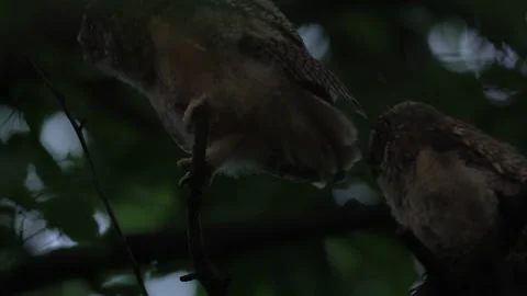 Close up of young long eared owl (Asio otus) group grooming each other. Stock Footage 145619873