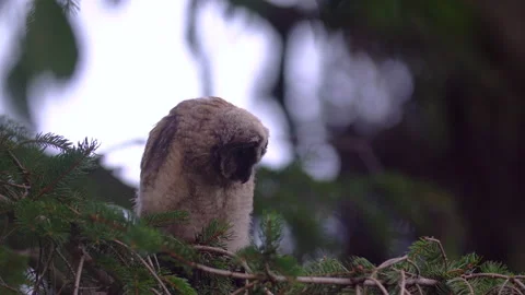 Close up of young long eared owl (Asio otus) group staring around by big eyes. Stock Footage 145623548