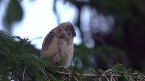 Close up of young long eared owl (Asio otus) group staring around by big eyes. Stock Footage 145625872