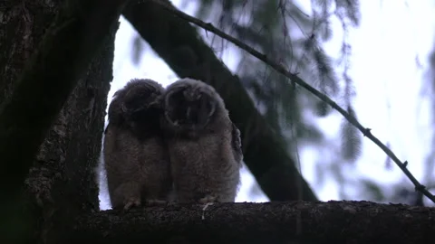 Close up of young long eared owl (Asio otus) group staring around by big eyes. Stock Footage 145628476
