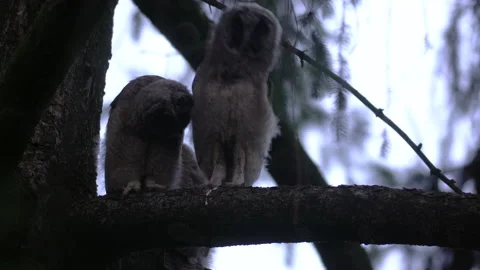 Close up of young long eared owl (Asio otus) group staring around by big eyes. Stock Footage 145628879