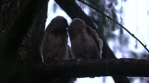 Close up of young long eared owl (Asio otus) group grooming each other. Stock Footage 145629435