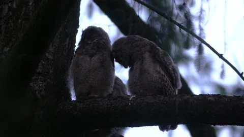 Close up of young long eared owl (Asio otus) group staring around by big eyes. Stock Footage 145630017