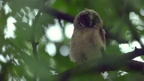 Close up of young long eared owl (Asio otus) gazing from the tree by big eyes. Stock Footage 145682269