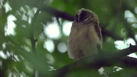 Close up of young long eared owl (Asio otus) sitting and falling asleep on. Stock Footage 145682359