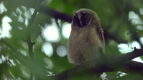 Close up of young long eared owl (Asio otus) gazing from the tree by big eyes. Stock Footage 145683419