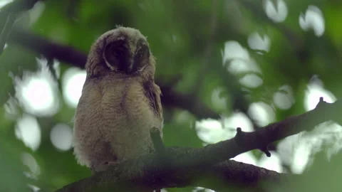 Close up of young long eared owl (Asio otus) gazing from the tree by big eyes. Stock Footage 145683595