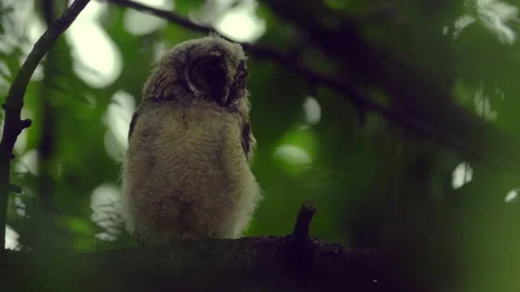 Close up of young long eared owl (Asio otus) gazing bizarrely. Stock Footage 145684414