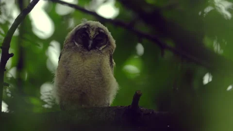 Close up of young long eared owl (Asio otus) sitting and waking up. Stock Footage 145684890