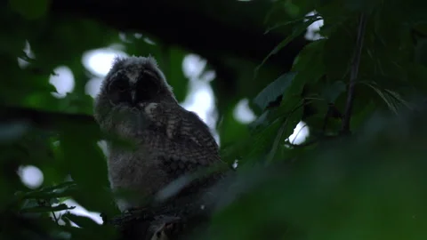 Close up of young long eared owl (Asio otus) gazing from the tree by big eyes. Stock Footage 145687252
