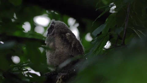 Close up of young long eared owl (Asio otus) yawning tired. Stock Footage 145701502