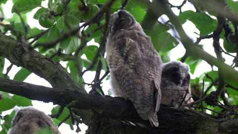 Close up of young long eared owl (Asio otus) group sitting and falling asleep. Stock Footage 145701833
