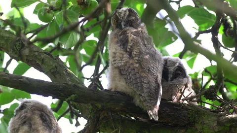 Close up of young long eared owl (Asio otus) gazing from the tree by big eyes. Stock Footage 145701915