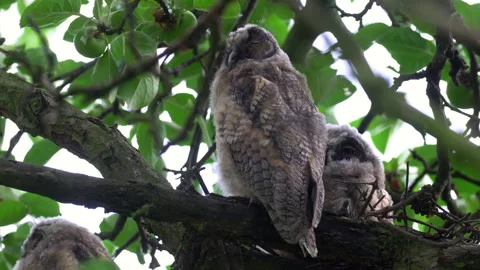 Close up of young long eared owl (Asio otus) group sitting and waking up. Stock Footage 145701993