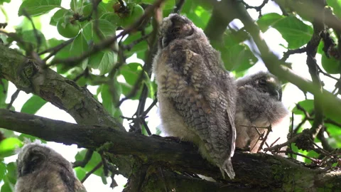 Close up of young long eared owl (Asio otus) group sitting and waking up. Stock Footage 145702010