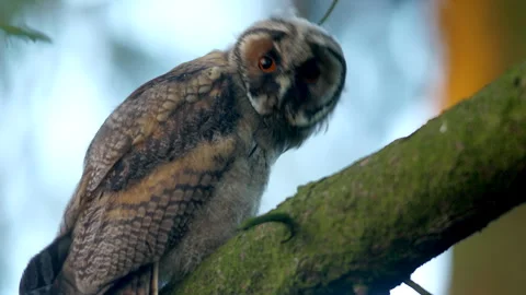Close up of young long eared owl (Asio otus) group staring around by big eyes. Stock Footage 244365277