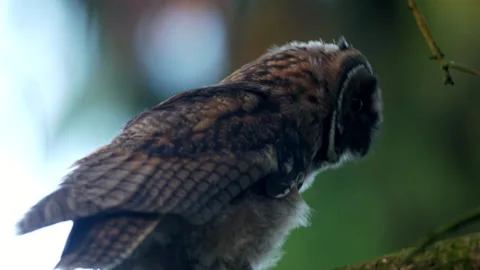 Close up of young long eared owl (Asio otus) group staring around by big eyes. Stock Footage 244365660