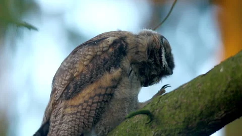 Close up of young long eared owl (Asio otus) group staring around by big eyes. Stock Footage 244492690