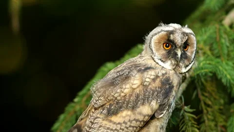 Close up of young long eared owl (Asio otus) group staring around by big eyes. Stock Footage 244753300