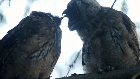 Close up of young long eared owl (Asio otus) group grooming each other. Stock Footage 245013149