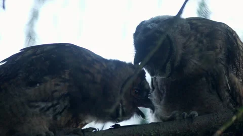Close up of young long eared owl (Asio otus) group grooming each other. Stock Footage 245050999