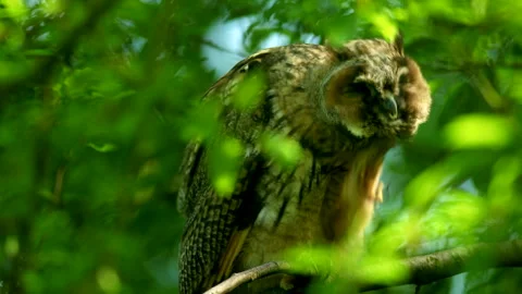 Close up of young long eared owl (Asio otus) scratching by claws Stock Footage 245098793