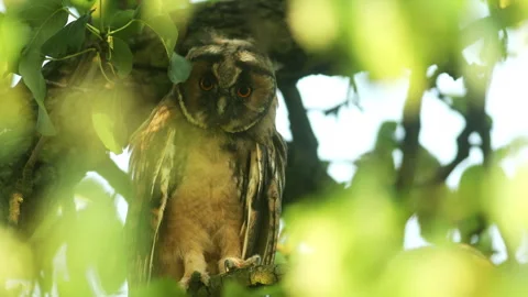 Close up of young long eared owl (Asio otus) gazing bizarrely. Stock Footage 246294732