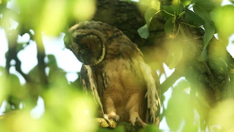 Close up of young long eared owl (Asio otus) gazing bizarrely. Stock Footage 246304309