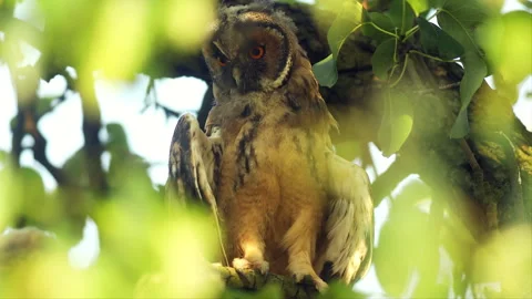 Close up of young long eared owl (Asio otus) gazing from the tree by big eyes. Stock Footage 246304338