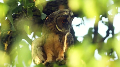 Close up of young long eared owl (Asio otus) gazing bizarrely. Stock Footage 246328542