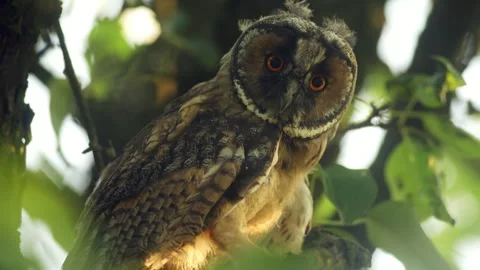 Close up of young long eared owl (Asio otus) gazing bizarrely. Stock Footage 246330732