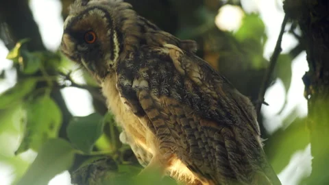 Close up of young long eared owl (Asio otus) gazing bizarrely. Stock Footage 246333203