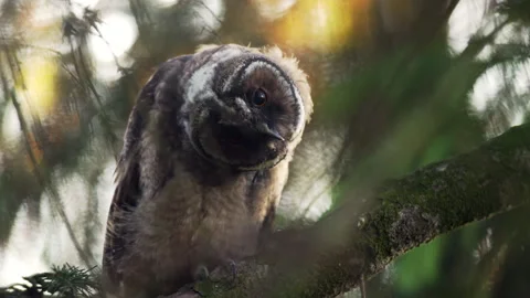 Close up of young long eared owl (Asio otus) gazing bizarrely. Stock Footage 249445993