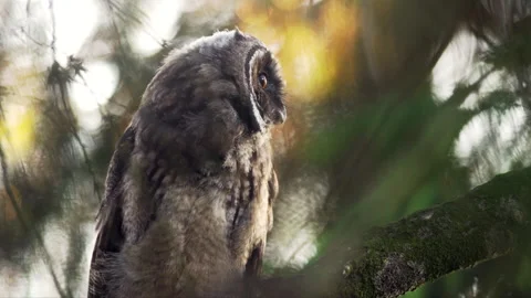 Close up of young long-eared owl (Asio otus) group staring around by big eyes. Stock Footage 249448331