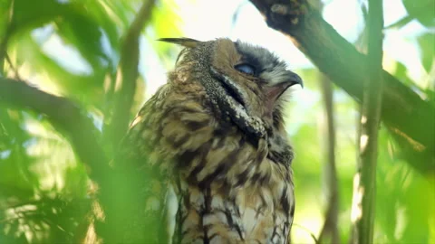 Close up of young long eared owl (Asio otus) scratching by claws on itching body Stock Footage 249494645