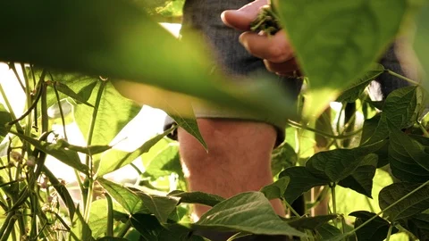 Close-up of young man farmer hand in vegetable garden checking taking care of 動画素材 95095497