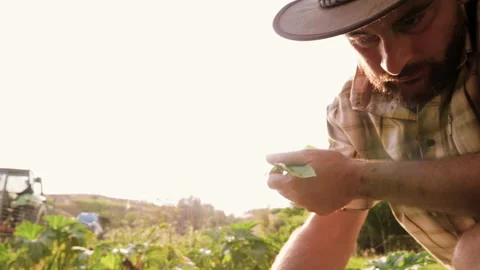 Close-up of young man farmer hand in vegetable garden checking taking care of Stock Footage 130172855