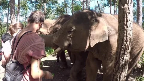 Close up of a young man feeding an elephant in Chiang Mai Thailand Stock Footage 74642418