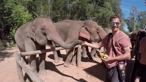 Close up of a young man feeding an elephant in Chiang Mai Thailand Stock Footage 74642424